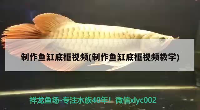 制作魚缸底柜視頻(制作魚缸底柜視頻教學(xué)) 養(yǎng)魚知識