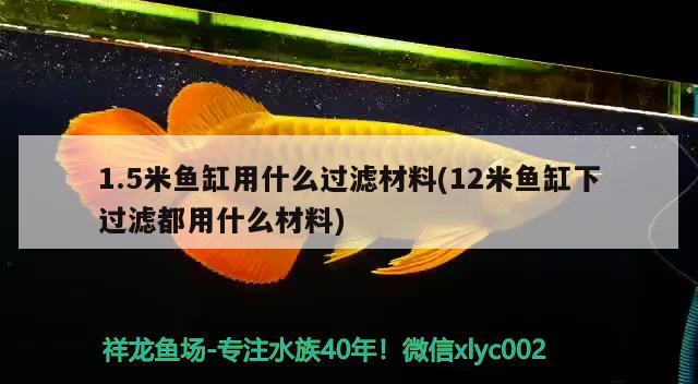 1.5米魚缸用什么過濾材料(12米魚缸下過濾都用什么材料) 慈雕魚