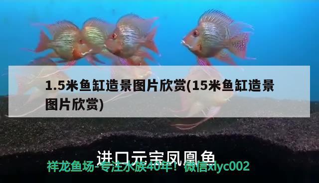 1.5米魚(yú)缸造景圖片欣賞(15米魚(yú)缸造景圖片欣賞) 帝王三間魚(yú)