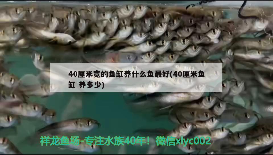 40厘米寬的魚缸養(yǎng)什么魚最好(40厘米魚缸養(yǎng)多少) 過背金龍魚