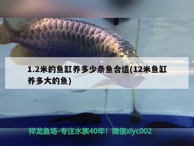 1.2米的魚缸養(yǎng)多少條魚合適(12米魚缸養(yǎng)多大的魚) 奈及利亞紅圓點(diǎn)狗頭