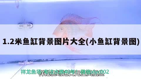 1.2米魚缸背景圖片大全(小魚缸背景圖) 狗頭魚