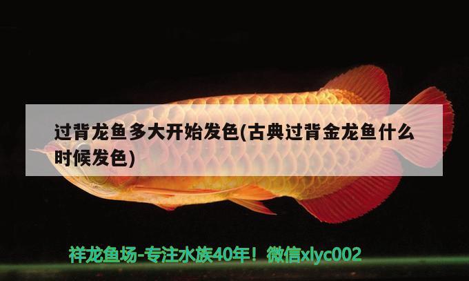 過(guò)背龍魚(yú)多大開(kāi)始發(fā)色(古典過(guò)背金龍魚(yú)什么時(shí)候發(fā)色)