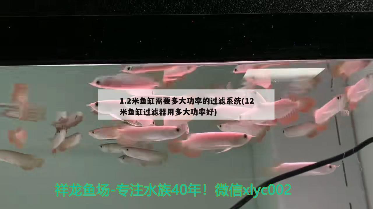 1.2米魚缸需要多大功率的過濾系統(tǒng)(12米魚缸過濾器用多大功率好) 國產(chǎn)元寶鳳凰魚