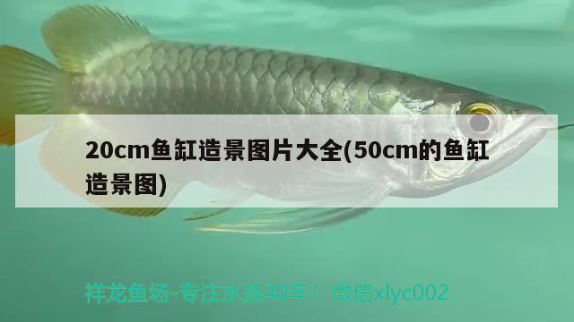 20cm魚缸造景圖片大全(50cm的魚缸造景圖)