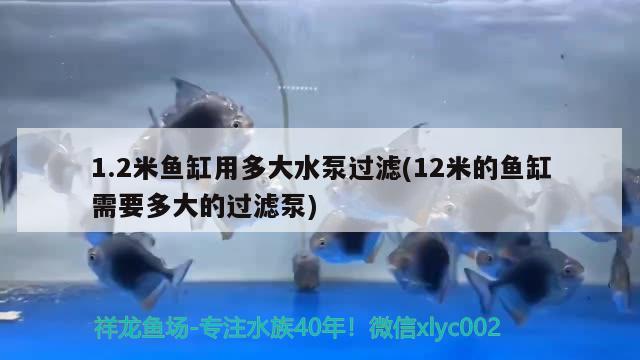 1.2米魚缸用多大水泵過濾(12米的魚缸需要多大的過濾泵) B級過背金龍魚