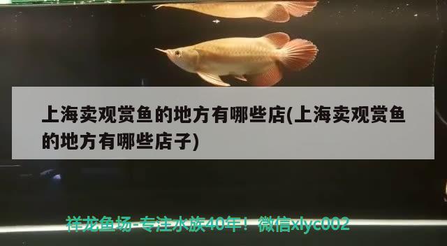 上海賣觀賞魚的地方有哪些店(上海賣觀賞魚的地方有哪些店子)