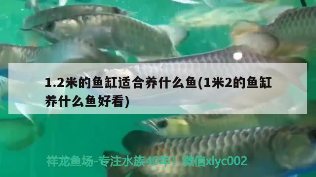 1.2米的魚缸適合養(yǎng)什么魚(1米2的魚缸養(yǎng)什么魚好看)