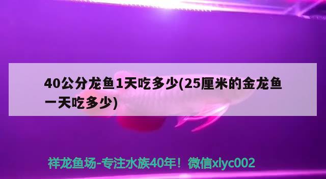 40公分龍魚1天吃多少(25厘米的金龍魚一天吃多少) 潛水泵