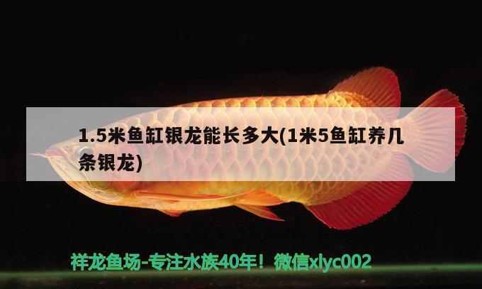 1.5米魚缸銀龍能長多大(1米5魚缸養(yǎng)幾條銀龍)