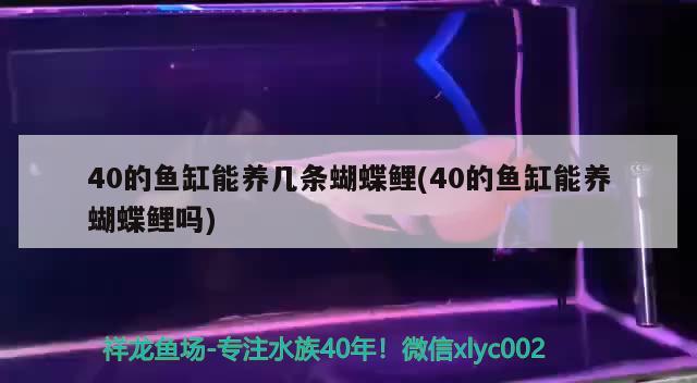 40的魚缸能養(yǎng)幾條蝴蝶鯉(40的魚缸能養(yǎng)蝴蝶鯉嗎) 蝴蝶鯉