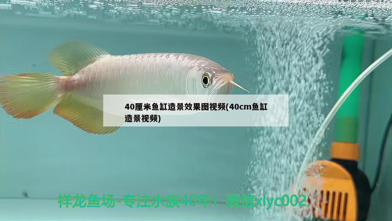 40厘米魚缸造景效果圖視頻(40cm魚缸造景視頻)