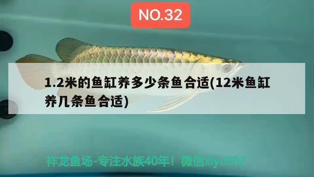 1.2米的魚(yú)缸養(yǎng)多少條魚(yú)合適(12米魚(yú)缸養(yǎng)幾條魚(yú)合適) 狗仔（招財(cái)貓)魚(yú)苗