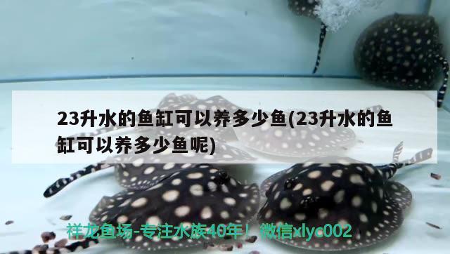 23升水的魚缸可以養(yǎng)多少魚(23升水的魚缸可以養(yǎng)多少魚呢)