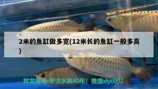 2米的魚缸做多寬(12米長的魚缸一般多高)