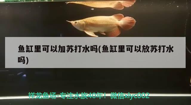 魚缸里可以加蘇打水嗎(魚缸里可以放蘇打水嗎) 超血紅龍魚