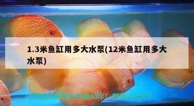 1.3米魚(yú)缸用多大水泵(12米魚(yú)缸用多大水泵) 非洲金鼓魚(yú)