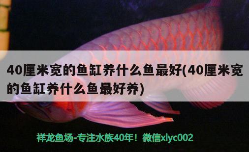 40厘米寬的魚缸養(yǎng)什么魚最好(40厘米寬的魚缸養(yǎng)什么魚最好養(yǎng))