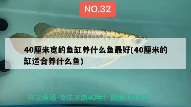 40厘米寬的魚缸養(yǎng)什么魚最好(40厘米的缸適合養(yǎng)什么魚)