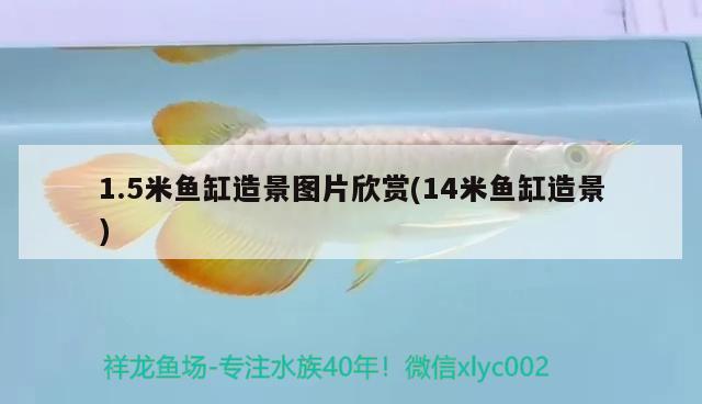 1.5米魚缸造景圖片欣賞(14米魚缸造景)