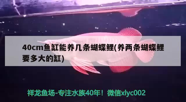 40cm魚缸能養(yǎng)幾條蝴蝶鯉(養(yǎng)兩條蝴蝶鯉要多大的缸) 蝴蝶鯉