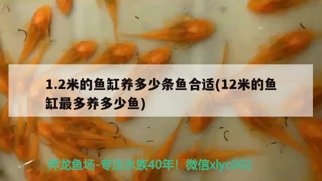 1.2米的魚(yú)缸養(yǎng)多少條魚(yú)合適(12米的魚(yú)缸最多養(yǎng)多少魚(yú)) 印尼四紋虎