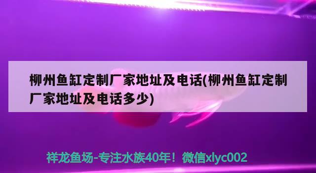 柳州魚缸定制廠家地址及電話(柳州魚缸定制廠家地址及電話多少) 黑白雙星魚