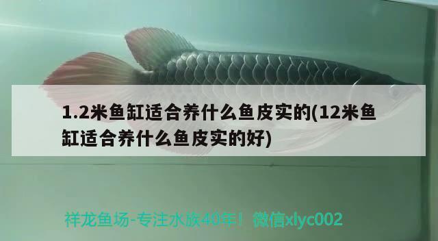 1.2米魚缸適合養(yǎng)什么魚皮實(shí)的(12米魚缸適合養(yǎng)什么魚皮實(shí)的好)