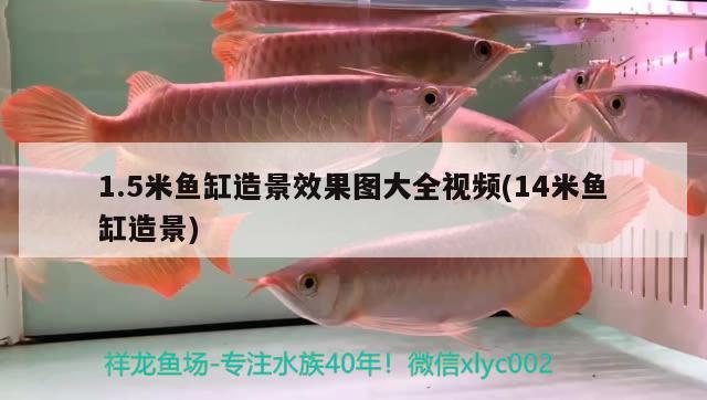 1.5米魚缸造景效果圖大全視頻(14米魚缸造景) 虎紋銀版魚