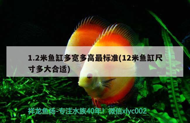 1.2米魚缸多寬多高最標(biāo)準(zhǔn)(12米魚缸尺寸多大合適)