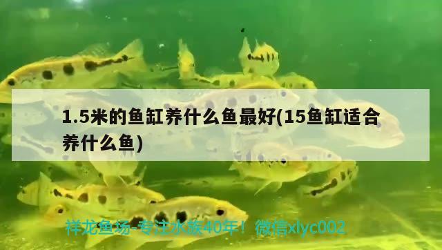 1.5米的魚(yú)缸養(yǎng)什么魚(yú)最好(15魚(yú)缸適合養(yǎng)什么魚(yú)) 印尼虎苗