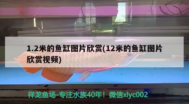 1.2米的魚缸圖片欣賞(12米的魚缸圖片欣賞視頻) 黑影道人魚