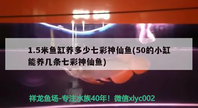 1.5米魚缸養(yǎng)多少七彩神仙魚(50的小缸能養(yǎng)幾條七彩神仙魚)