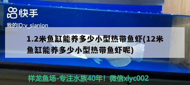 1.2米魚缸能養(yǎng)多少小型熱帶魚蝦(12米魚缸能養(yǎng)多少小型熱帶魚蝦呢)