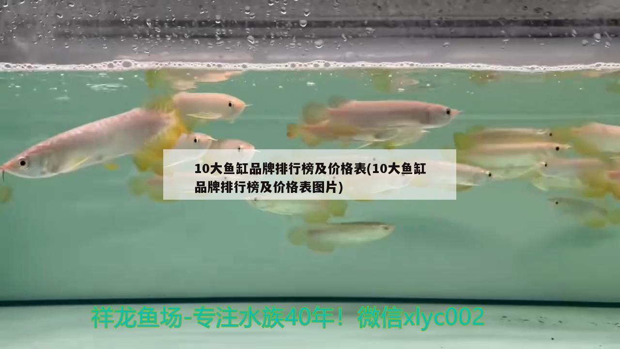 10大魚缸品牌排行榜及價(jià)格表(10大魚缸品牌排行榜及價(jià)格表圖片) 狗仔（招財(cái)貓)魚苗