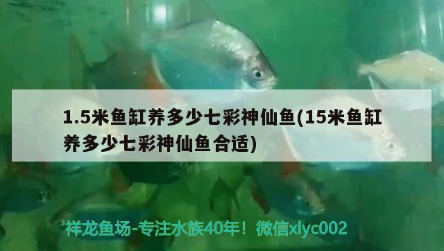 1.5米魚缸養(yǎng)多少七彩神仙魚(15米魚缸養(yǎng)多少七彩神仙魚合適)