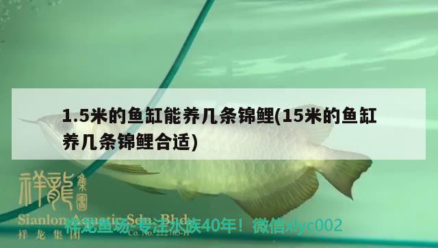 1.5米的魚缸能養(yǎng)幾條錦鯉(15米的魚缸養(yǎng)幾條錦鯉合適) 鴨嘴鯊魚