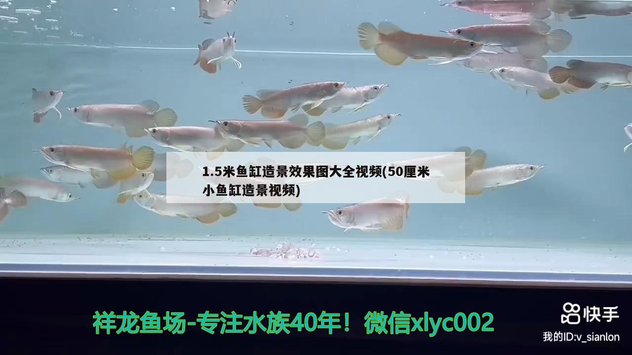 1.5米魚缸造景效果圖大全視頻(50厘米小魚缸造景視頻) 申古三間魚