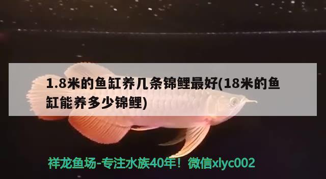 1.8米的魚(yú)缸養(yǎng)幾條錦鯉最好(18米的魚(yú)缸能養(yǎng)多少錦鯉) 朱巴利魚(yú)