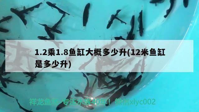 1.2乘1.8魚缸大概多少升(12米魚缸是多少升) 玫瑰銀版魚