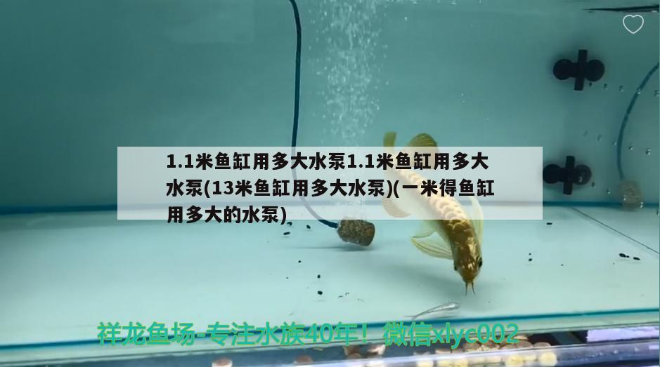 1.1米魚缸用多大水泵1.1米魚缸用多大水泵(13米魚缸用多大水泵)(一米得魚缸用多大的水泵) 奈及利亞紅圓點狗頭