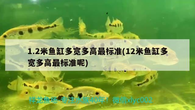 1.2米魚缸多寬多高最標(biāo)準(zhǔn)(12米魚缸多寬多高最標(biāo)準(zhǔn)呢) 白子金龍魚