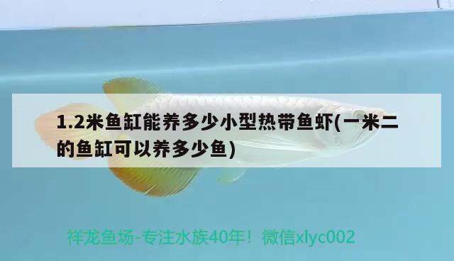 1.2米魚(yú)缸能養(yǎng)多少小型熱帶魚(yú)蝦(一米二的魚(yú)缸可以養(yǎng)多少魚(yú)) 丹頂錦鯉魚(yú)