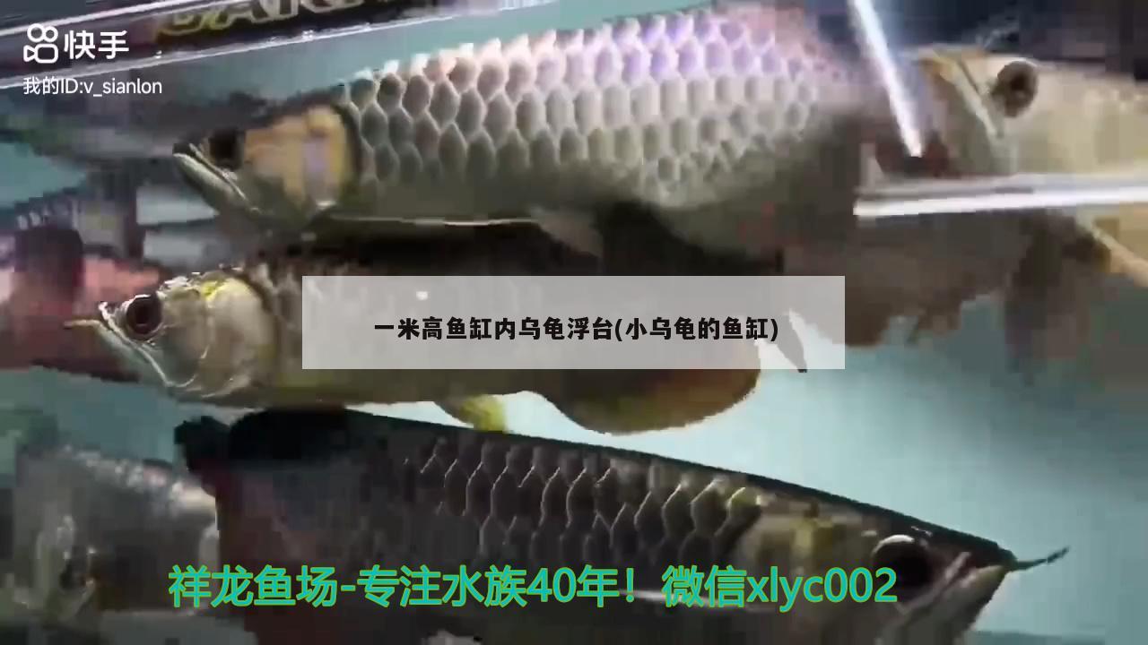 一米高魚缸內(nèi)烏龜浮臺(小烏龜?shù)聂~缸)