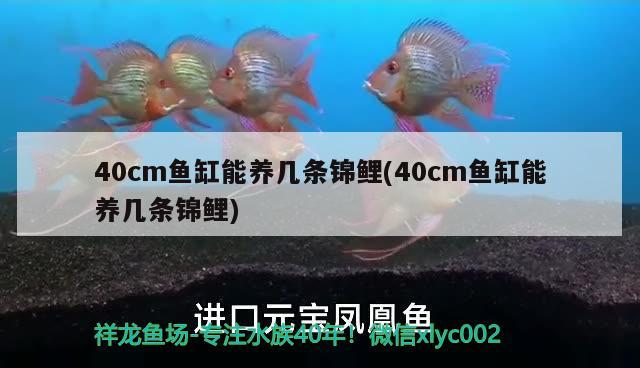 40cm魚缸能養(yǎng)幾條錦鯉(40cm魚缸能養(yǎng)幾條錦鯉) 大湖紅龍魚