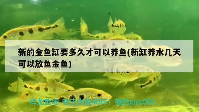 新的金魚缸要多久才可以養(yǎng)魚(新缸養(yǎng)水幾天可以放魚金魚) 帝王迷宮魚