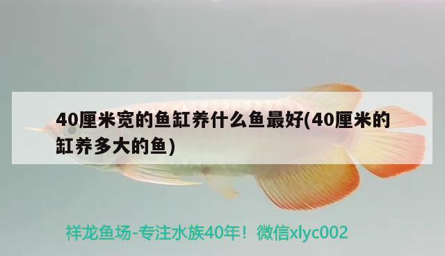 40厘米寬的魚缸養(yǎng)什么魚最好(40厘米的缸養(yǎng)多大的魚) 女王大帆魚