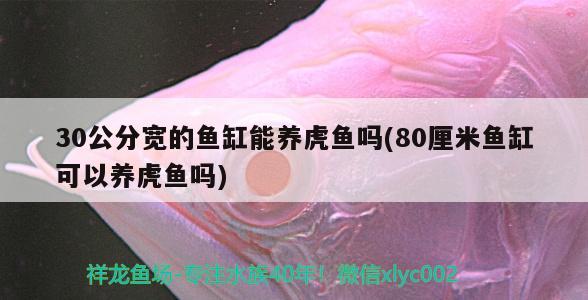 30公分寬的魚缸能養(yǎng)虎魚嗎(80厘米魚缸可以養(yǎng)虎魚嗎)