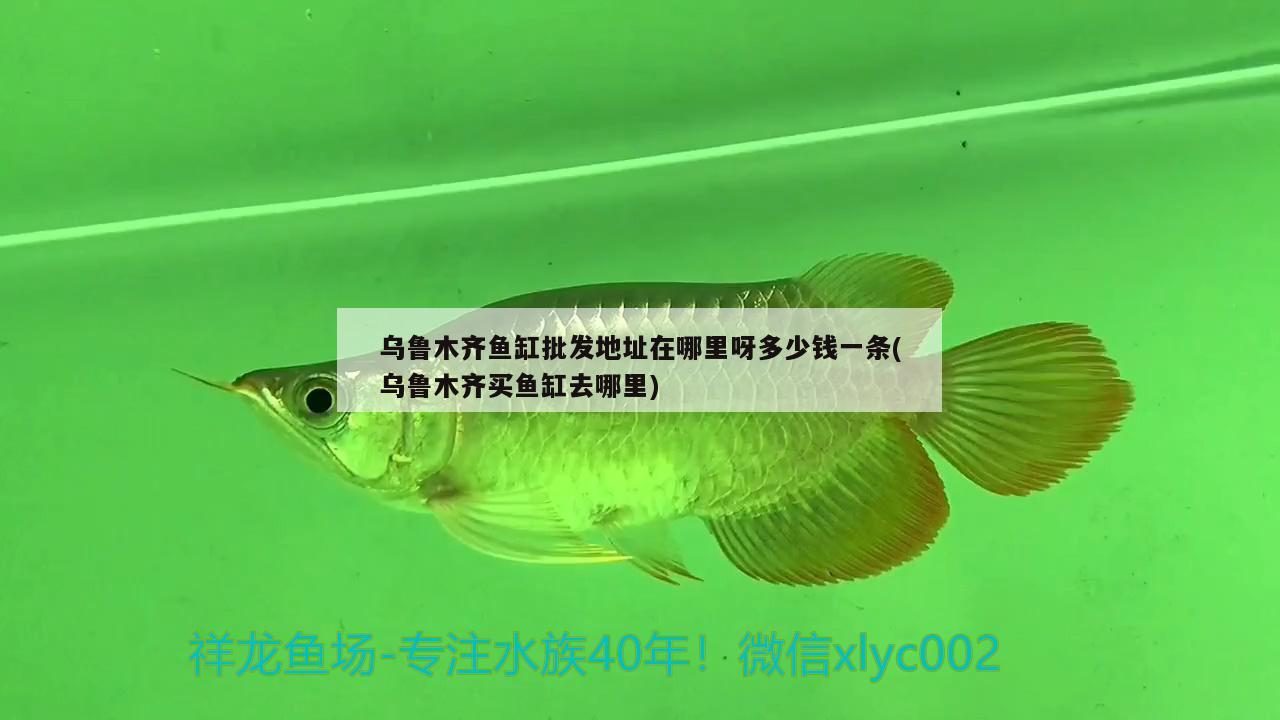 烏魯木齊魚(yú)缸批發(fā)地址在哪里呀多少錢(qián)一條(烏魯木齊買(mǎi)魚(yú)缸去哪里) 綠皮皇冠豹魚(yú)