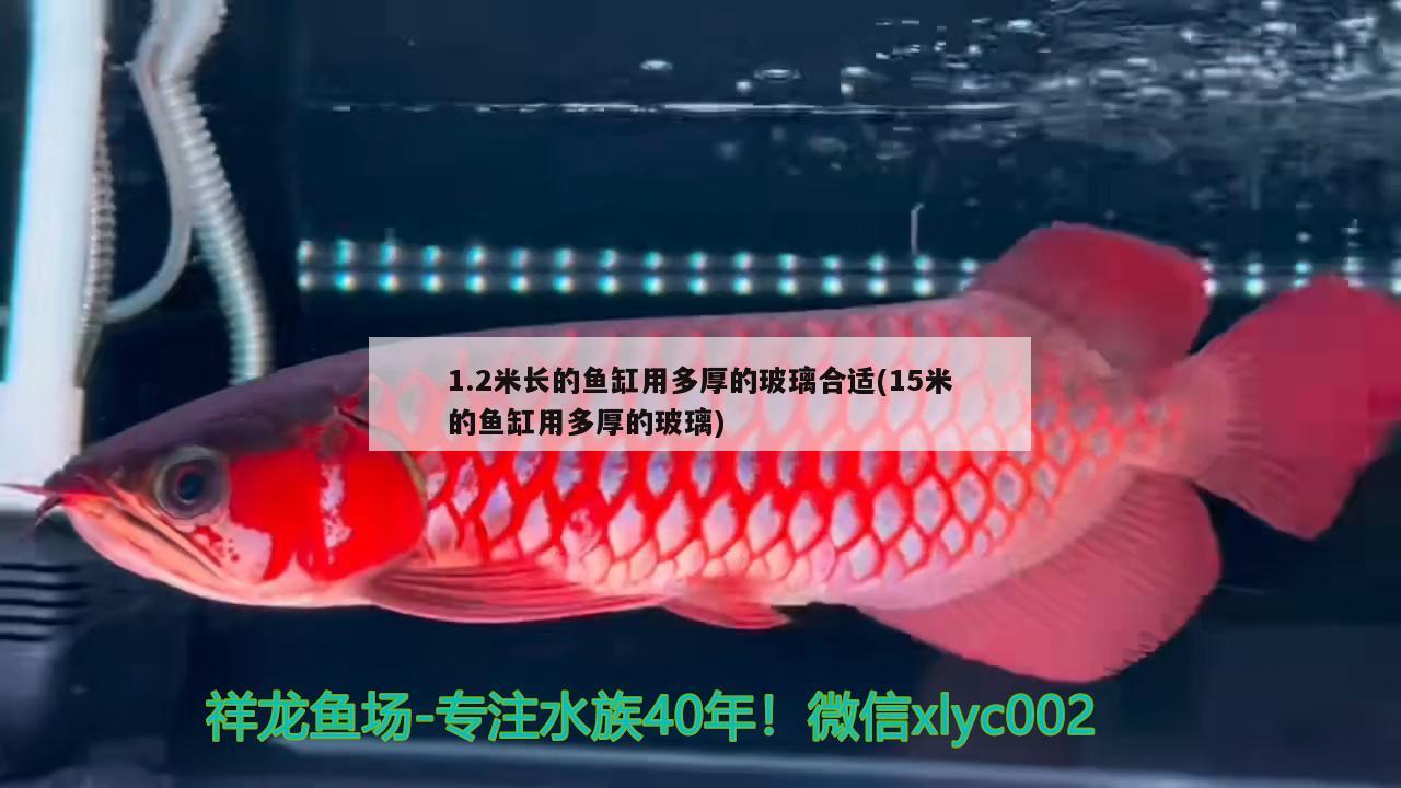 1.2米長的魚缸用多厚的玻璃合適(15米的魚缸用多厚的玻璃) 羽毛刀魚苗